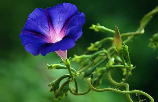 牵牛花种子价格及种植方法