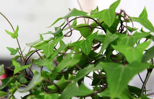 常春藤种子价格及种植方法