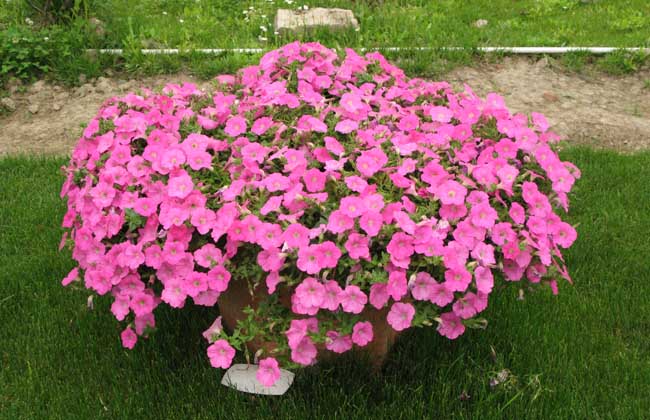 矮牵牛种子价格及种植方法