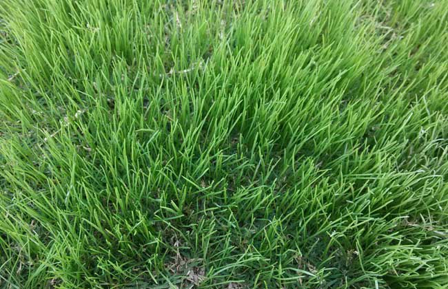 黑麦草种子价格及种植方法