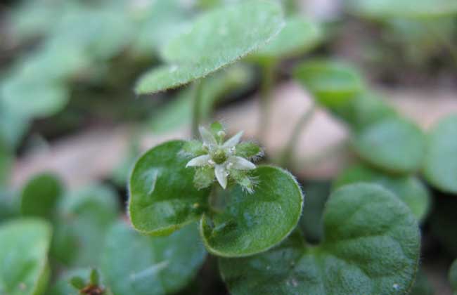 马蹄金种子价格及种植方法