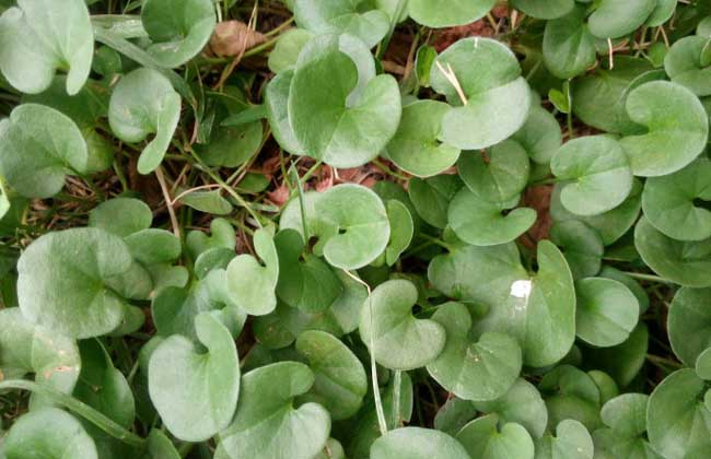 马蹄金种子价格及种植方法