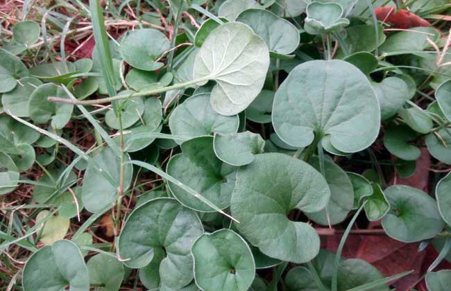 马蹄金种子价格及种植方法