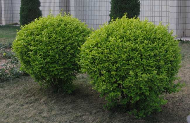 大叶黄杨价格及种植方法