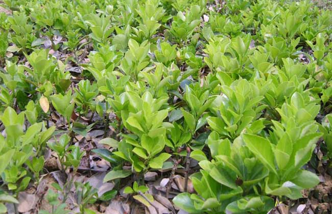 大叶黄杨价格及种植方法