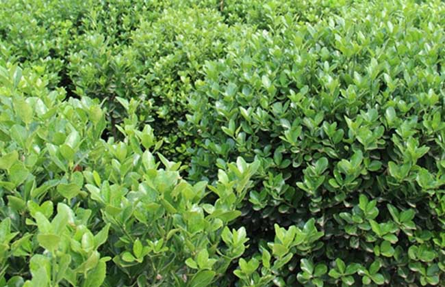 大叶黄杨价格及种植方法