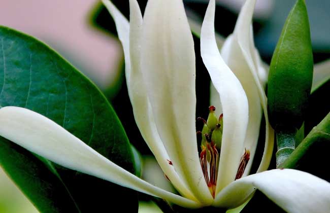 白兰花种子价格及种植方法