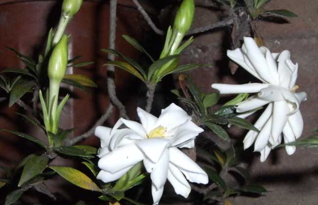 小叶栀子花的养殖方法