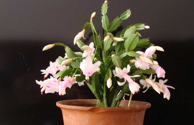 蟹爪兰一年开几次花？