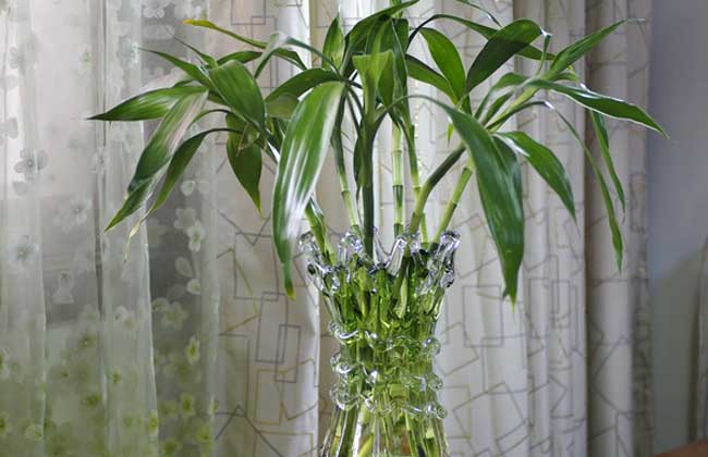 富贵竹怎么养才能更旺盛?