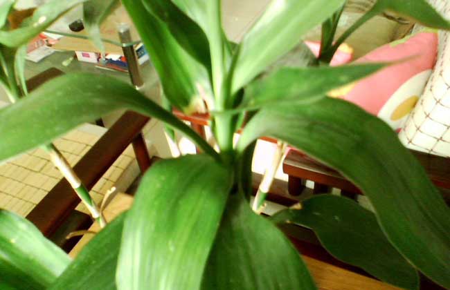 富贵竹怎么养才能更旺盛?