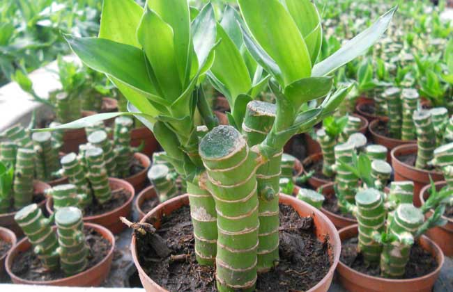 富贵竹怎么养才能更旺盛?