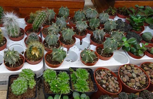 多肉植物种子哪里买?