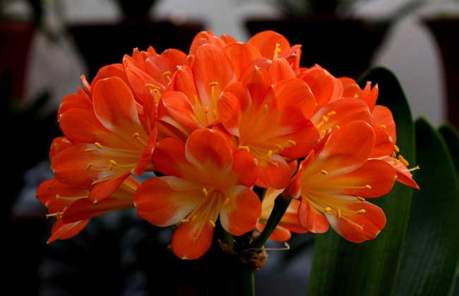 君子兰怎么养长的快?