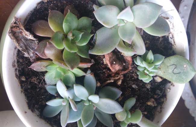 多肉植物种子哪里买?