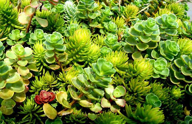 多肉植物种子哪里买?