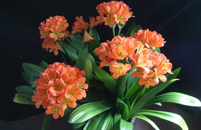 君子兰怎么养长的快?