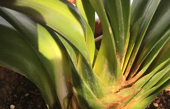 君子兰怎么养长的快?