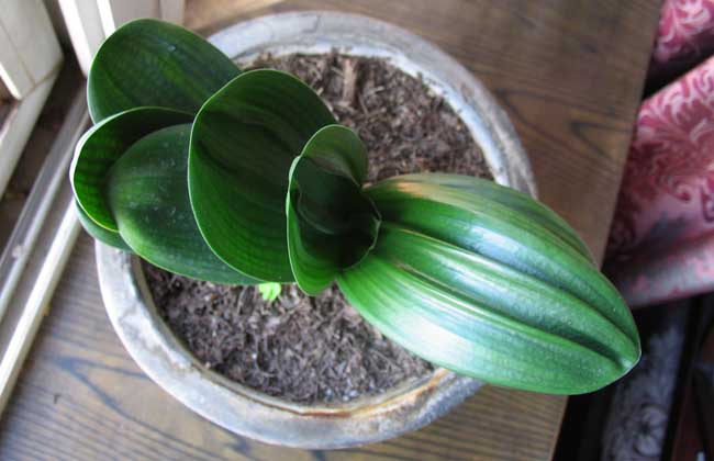 君子兰怎么养长的快?