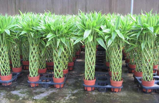 富贵竹怎么养容易长根？