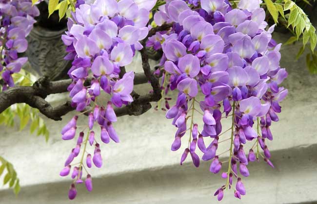 紫藤花什么时候开花？