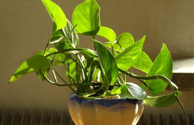 绿萝怎么移植才好？