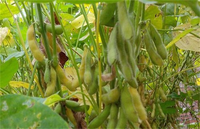 大豆高温危害的防治方法