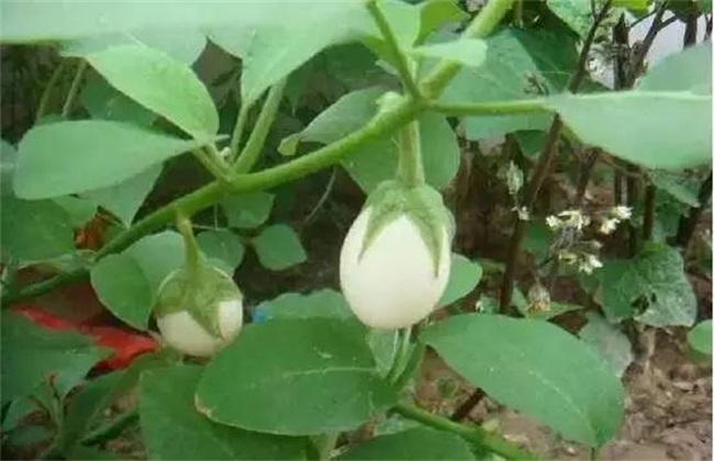 蛋树的种植方法