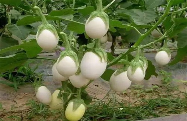 蛋树的种植方法