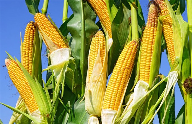 玉米的种植方法
