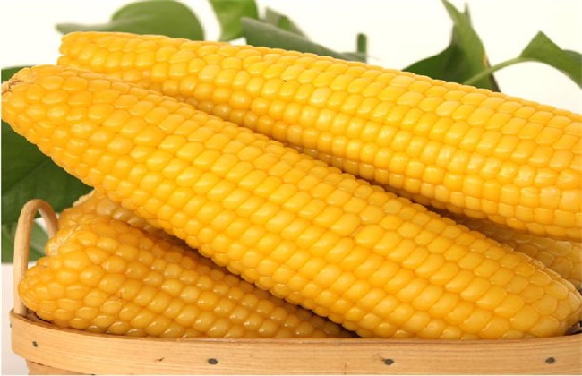 玉米多穗的原因