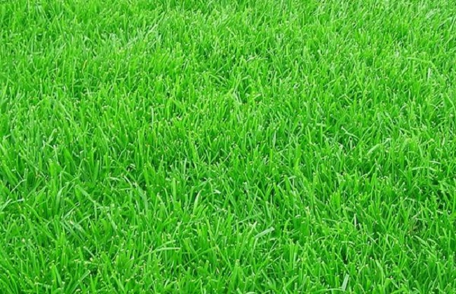 黑麦草怎么露天种植