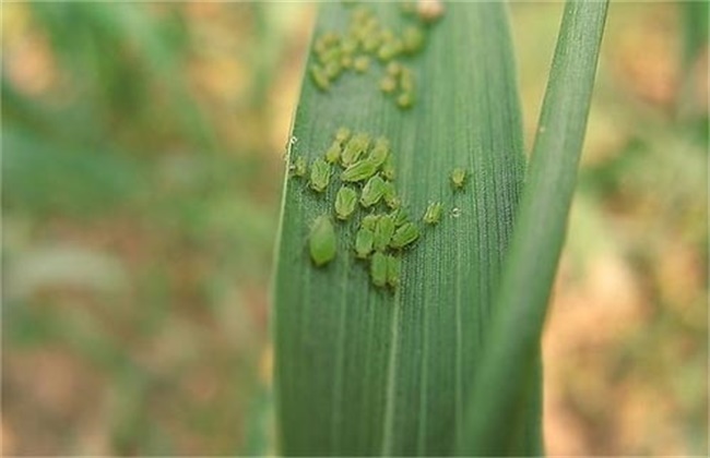 小麦的常见病害以及防治方法