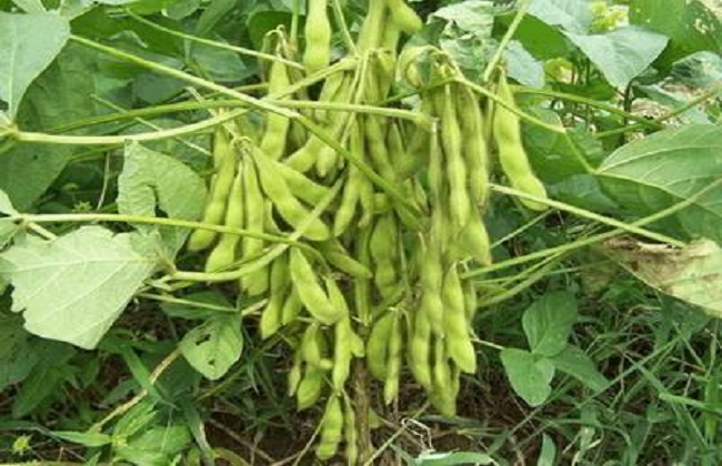 黄豆的种植方法与时间