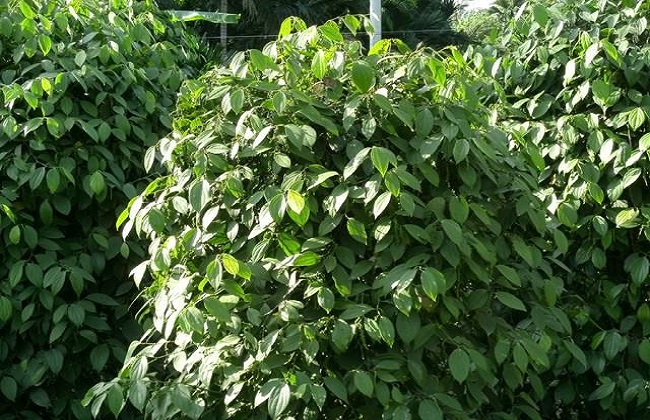 木薯种植的方法与时间