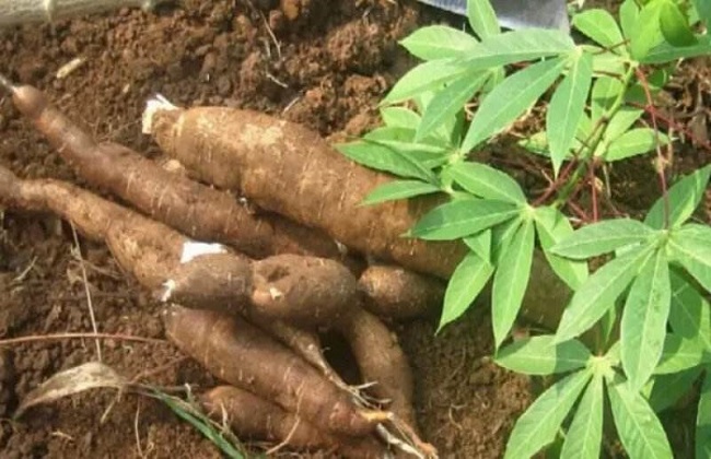 木薯种植的方法与时间