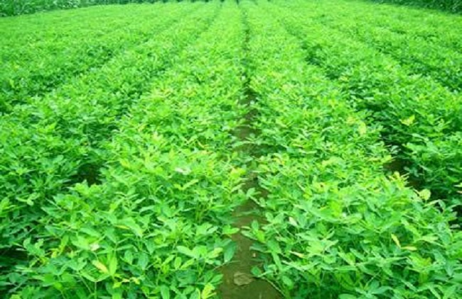 花生种植防治田鼠的方法有哪些
