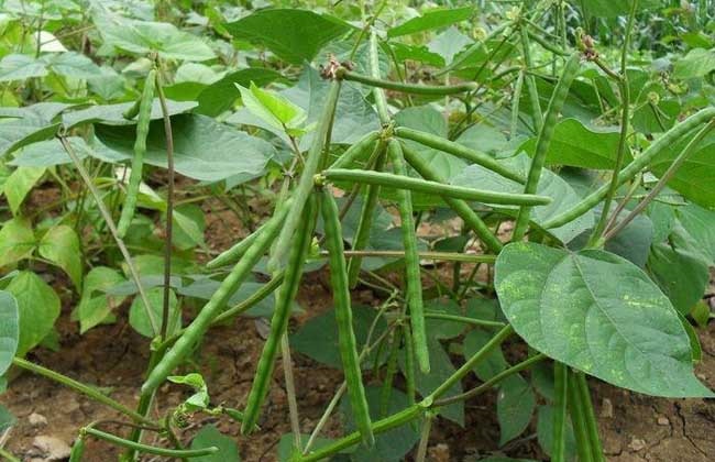 绿豆的种植方法与时间