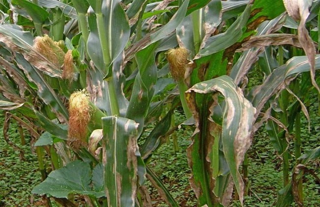 玉米主要病害的防治方法