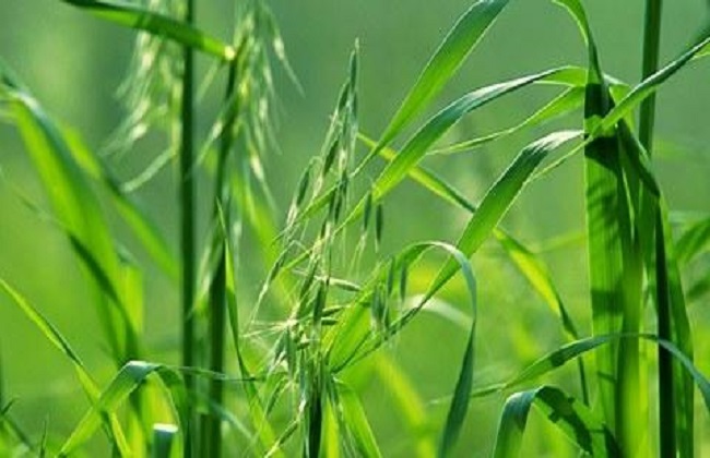 燕麦种植的注意事项