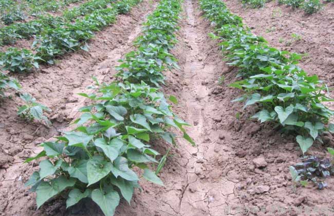紫薯种苗价格及种植方法