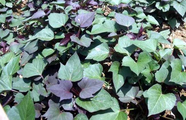 紫薯种苗价格及种植方法