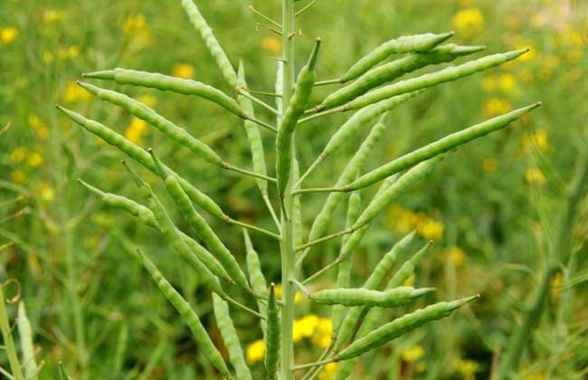 油菜种子价格及种植方法