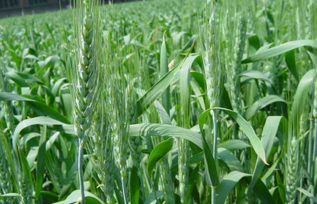 小麦种子价格及种植方法