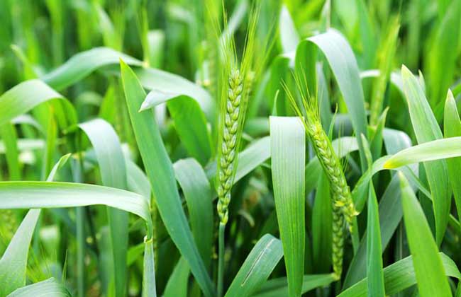 小麦种子价格及种植方法