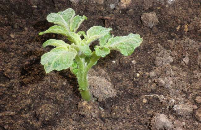 土豆种子价格及种植方法