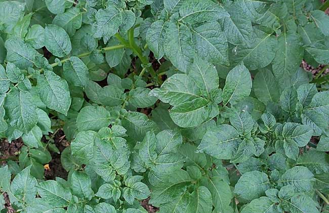 土豆种子价格及种植方法
