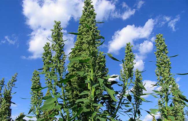 藜麦高产种植技术