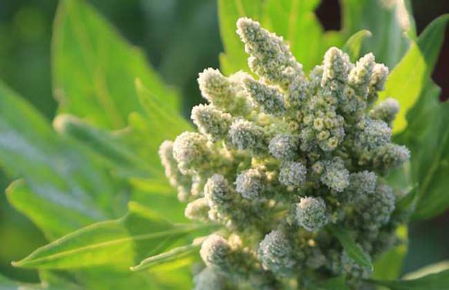 藜麦高产种植技术