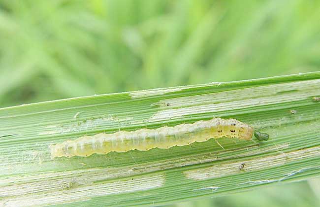 稻纵卷叶螟防治技术